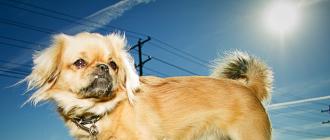Собака Туди — самая маленькая в мире: описание и цена