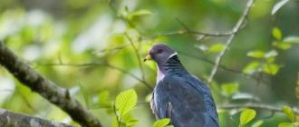 Почему голуби не сидят на деревьях: причины и интересные факты