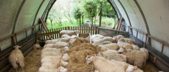 Выращивание овец на мясо в домашних условиях