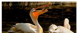 Птица пеликан - где живет, описание и интересные факты Ареал обитания розового пеликана