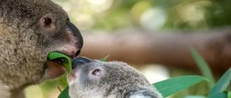 Где обитает коала: образ жизни и интересные особенности этого животного Коала питается