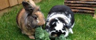 Чем можно и чем нельзя кормить декоративных кроликов Какие овощи можно кроликам
