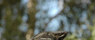 Козодой обыкновенный — за что птица получила прозвище?