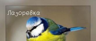 Птицы России, птицы фото с названиями