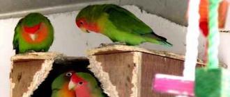 Энциклопедия владельца птицы Сколько живут попугаи ара в домашних условиях