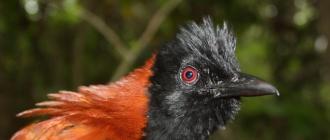 Питоху (Pitohui) – самая ядовитая птица в мире
