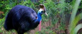 Самые большие птицы в мире Большая птица в мире
