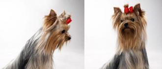 Собака йоркширский терьер (фото): маленький друг для вашей семьи Признаки породы йоркширского терьера
