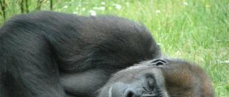 Самец гориллы. Гориллы (лат. Gorilla). Где они обитают