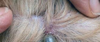 Симптомы и лечение заболеваний от укуса клеща у собак Собаку укусил клещ понос