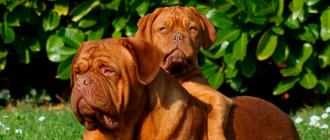 Характеристика собак породы бордосский дог с отзывами и фото