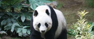 Большая панда – горный медведь Тибета