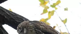Канюк, или сарыч — Buteo buteo: описание и изображения птицы, ее гнезда, яиц и записи голоса