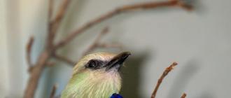 Птица малиновка: внешний вид, особенности и питание «оранжевой грудки