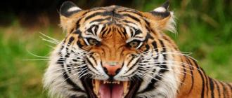 Виды тигров. Фото, описание. Тигр – полосатый хищник Тигр краткое описание
