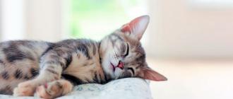 Почему коты постоянно спят Почему кошка спит и ест целый день
