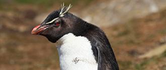 Пингвины – коренные жители Антарктиды К какому семейству относится пингвин