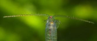 Отряд Веслоногие ракообразные (Copepoda)