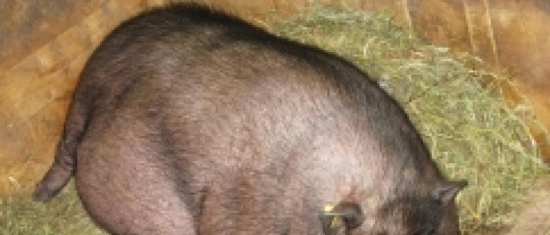 Советы разведения вислобрюхих вьетнамских свиней в домашних условиях Виды вьетнамских поросят и их различия