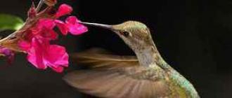 Интересные факты о колибри