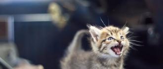 Учим кошачий язык общения — мяуканье кошек!
