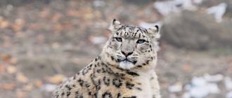 Снежный барс, ирбис: грациозная кошка дикой природы