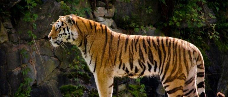 Тигр: фото и видео, описание породы, подвиды, образ жизни, охота