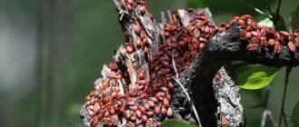 Клоп солдатик: фото жука, описание, способы избавления Как размножаются оловянный солдатик насекомое