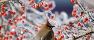 Какие птицы остаются зимовать?