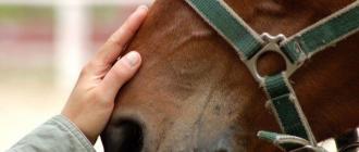 Клички для лошадей: красивые и известные имена