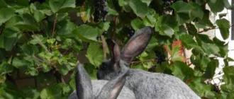 Кролики породы Полтавское серебро: особенности разведения в домашних условиях Полтавское серебро описание