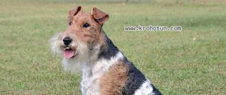 Фокстерьер: описание породы Характеристика породы собак фокстерьер