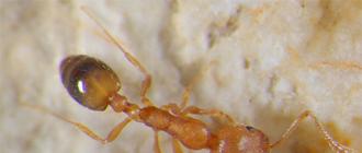 Маленькие муравьи – большие проблемы, или Как справиться с незваными гостями Домашние муравьишки как от них избавиться
